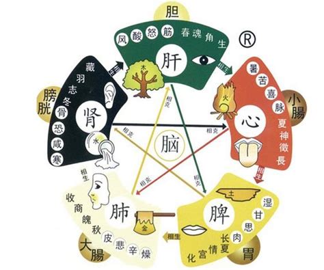 五行對應器官|五行內的對應關係